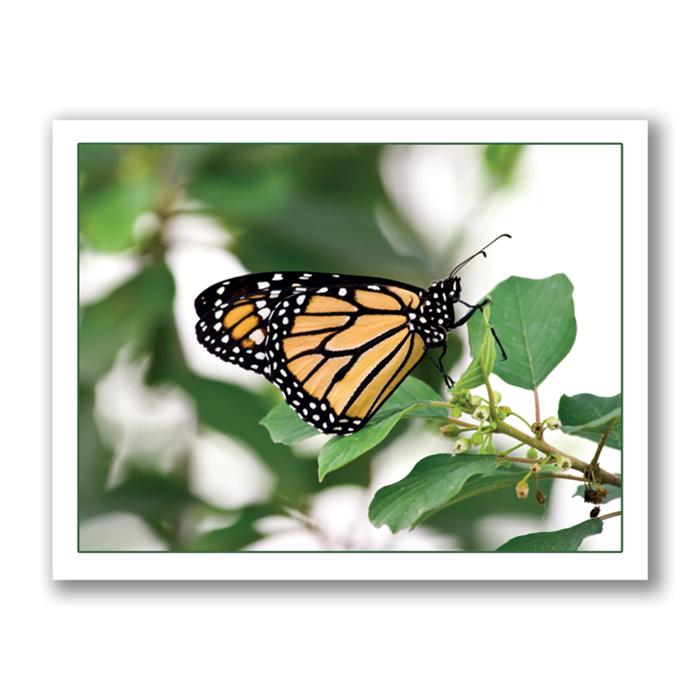 Photo Greeting Card Of Butterfly by Kurt Neumann